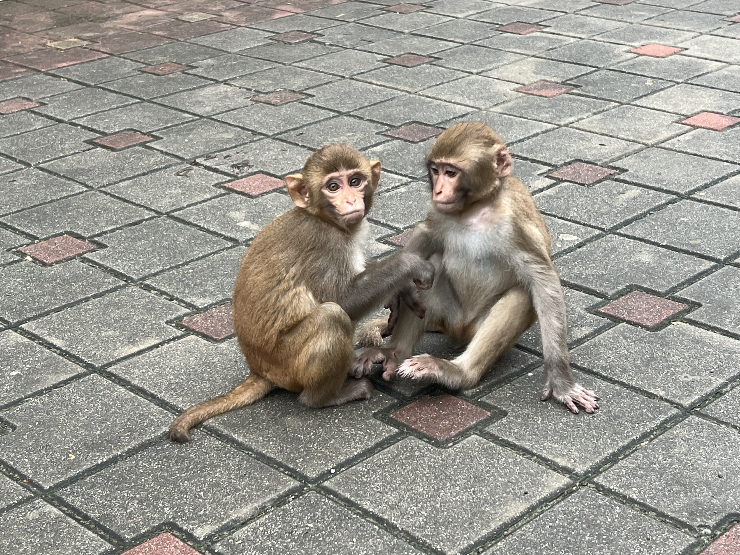 Monkeys in the Garden