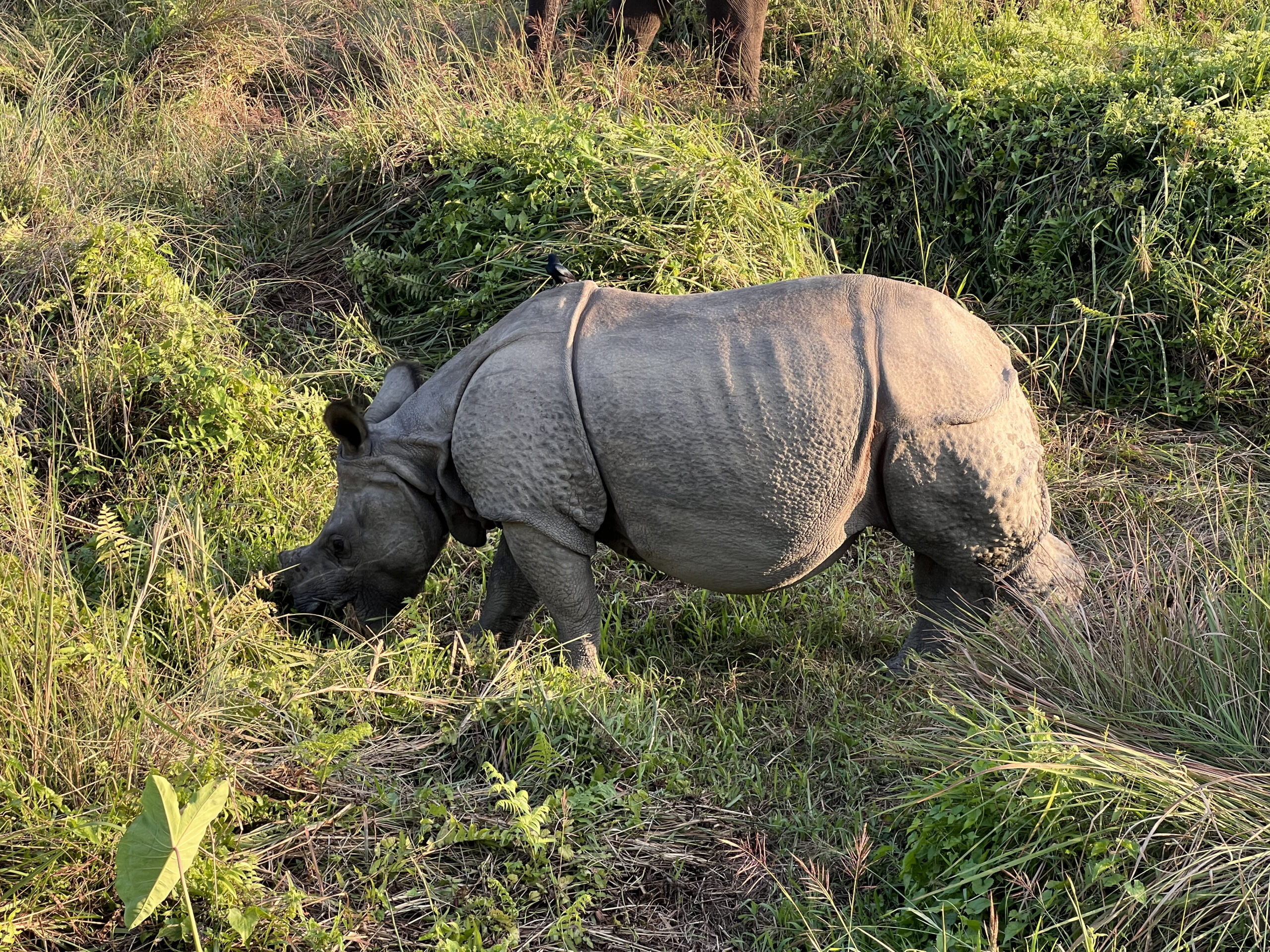 Rhine in Chitwan