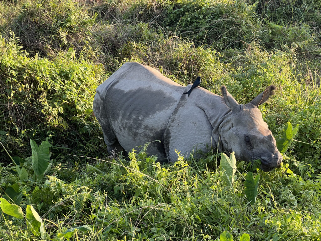 Rhino in Chitwan 02