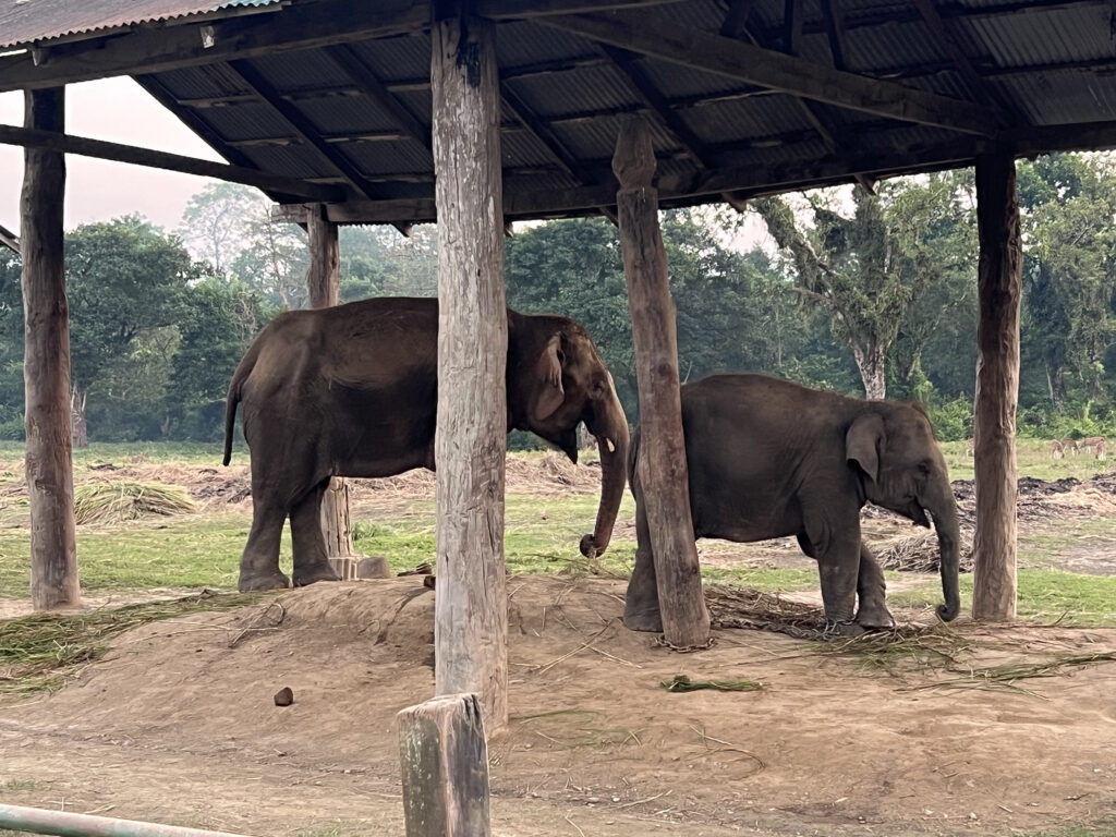 Elephant Feeding Center