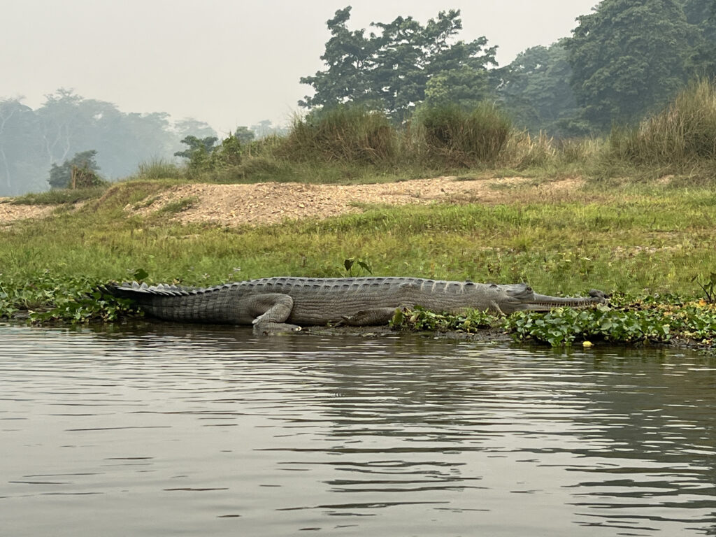 Crocodile in Chitwan