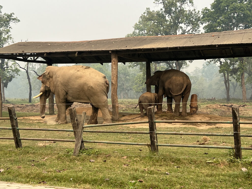 Elephant Feeding Center 02